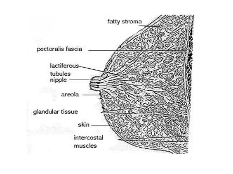 Chapter III. Epidemiology of breast cancer Radiological Services